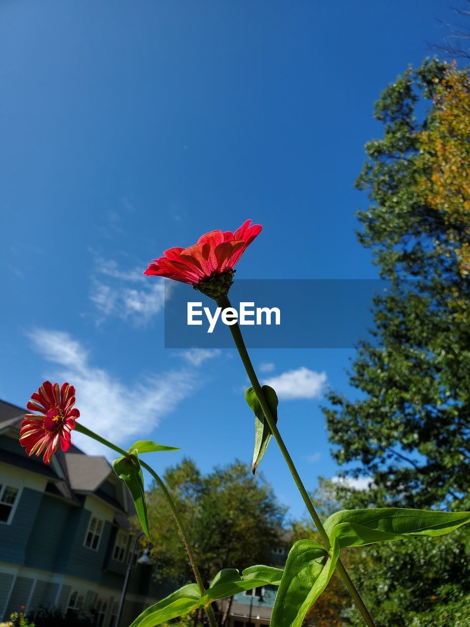 Low angle view of red flowering plant against blue sky