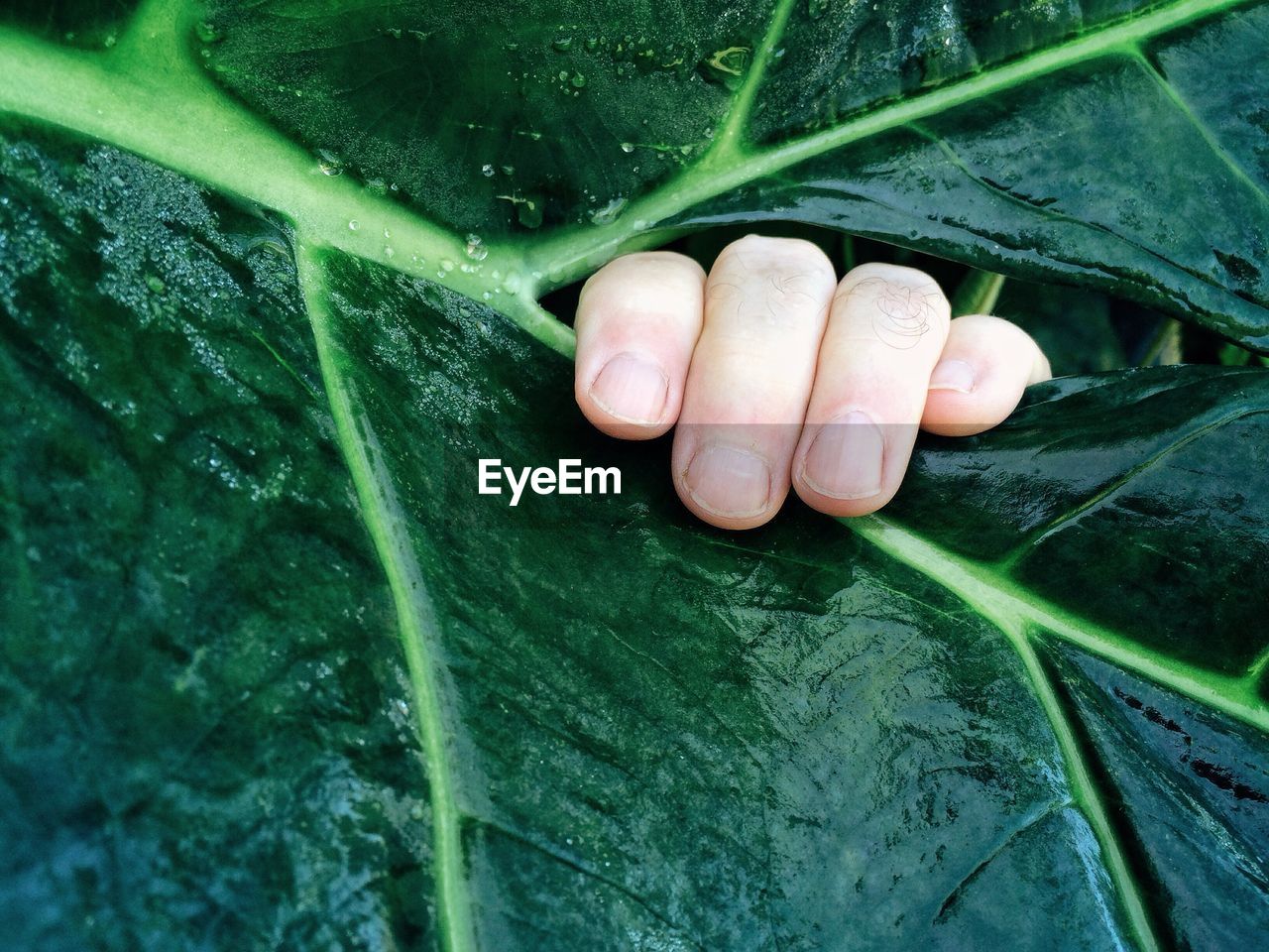Cropped image of hand on green leaf