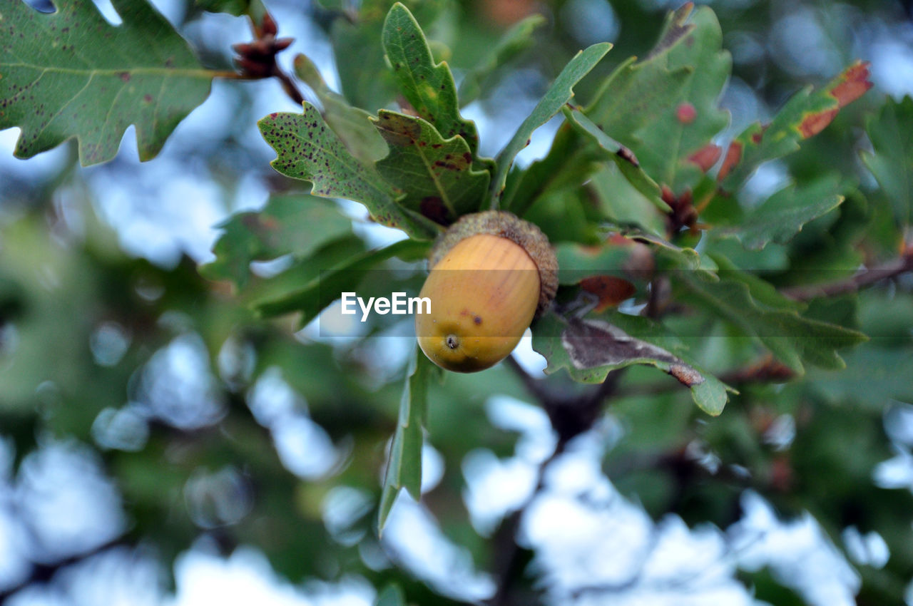 Acorn on an oak tree in autumn / fall