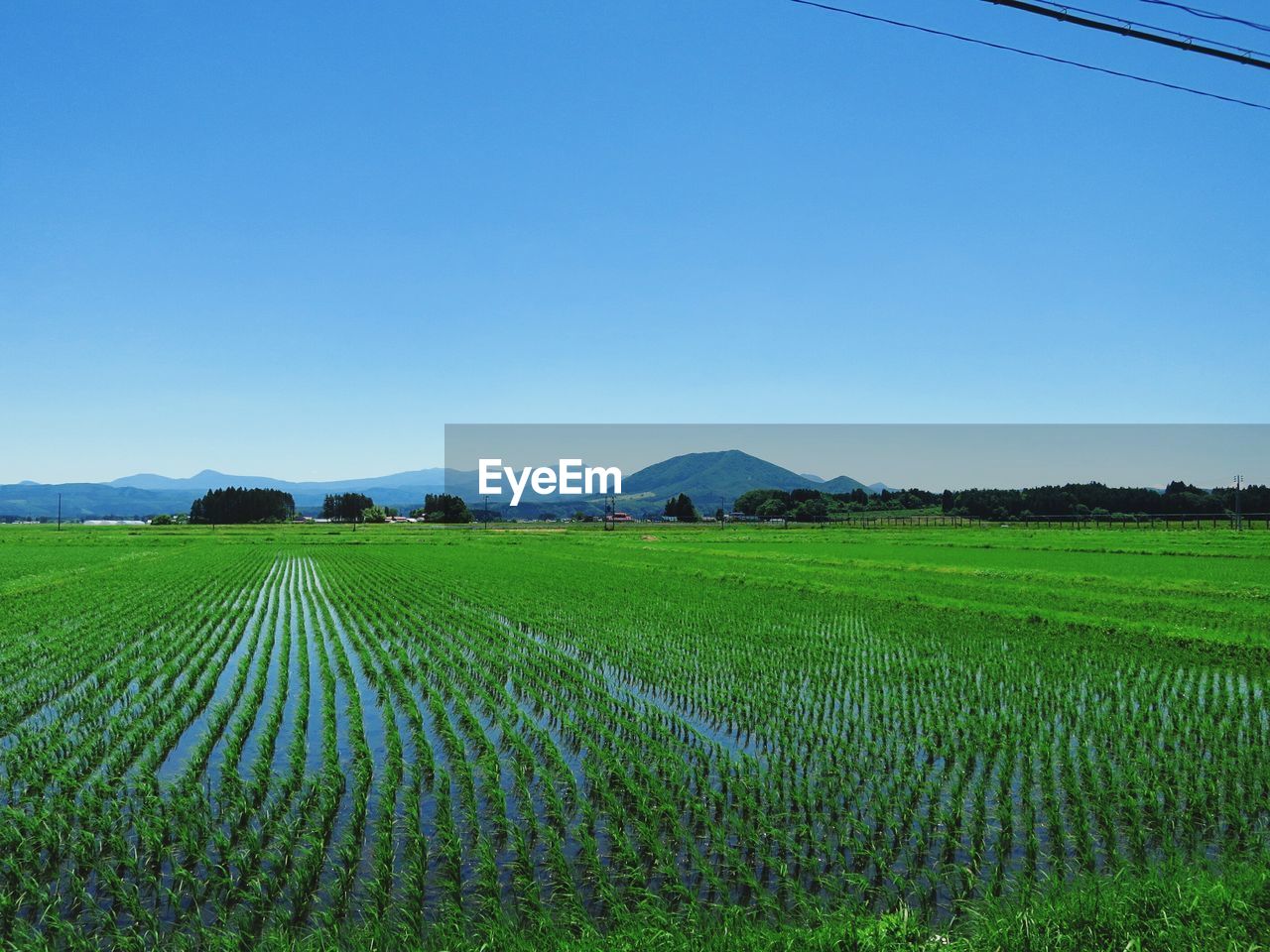 Scenic view of field against clear sky