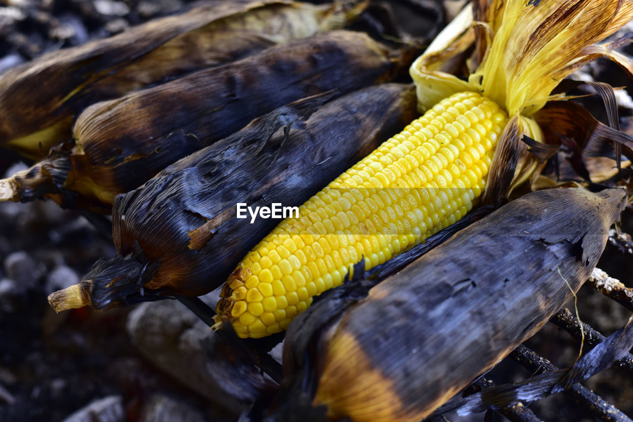 close-up of corns