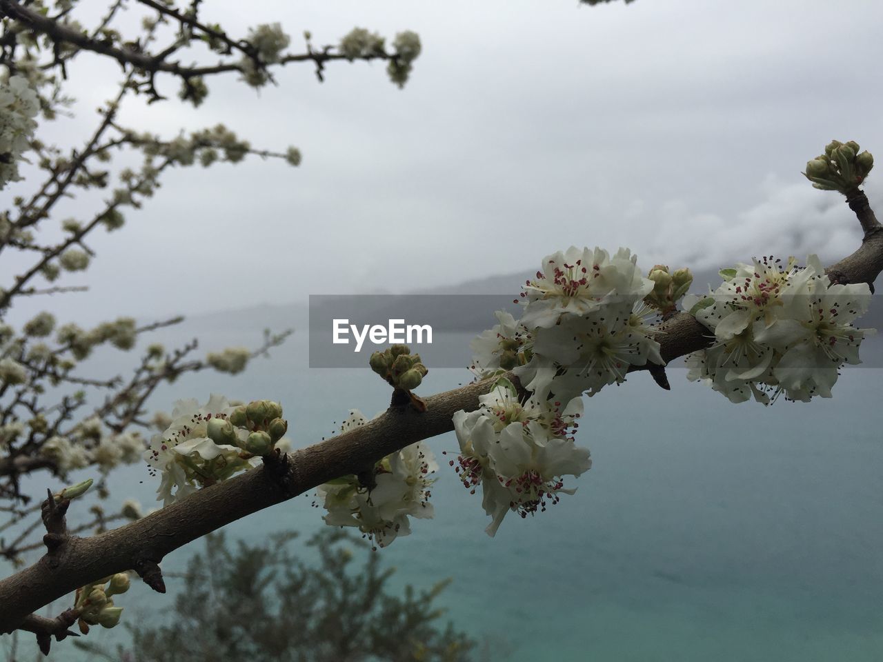 CHERRY BLOSSOMS ON TREE BRANCH