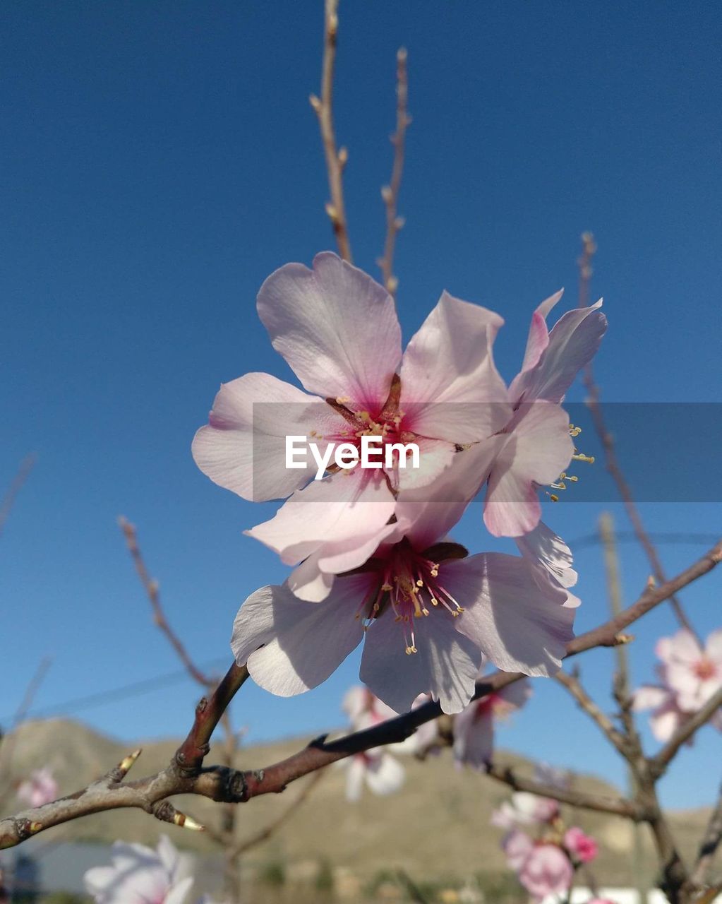 LOW ANGLE VIEW OF CHERRY BLOSSOMS IN SPRING AGAINST SKY