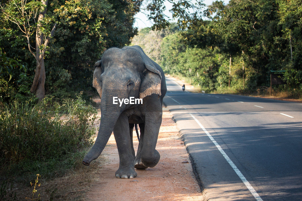 Front view of wild elephant walking along main road. habarana in sri lanka.