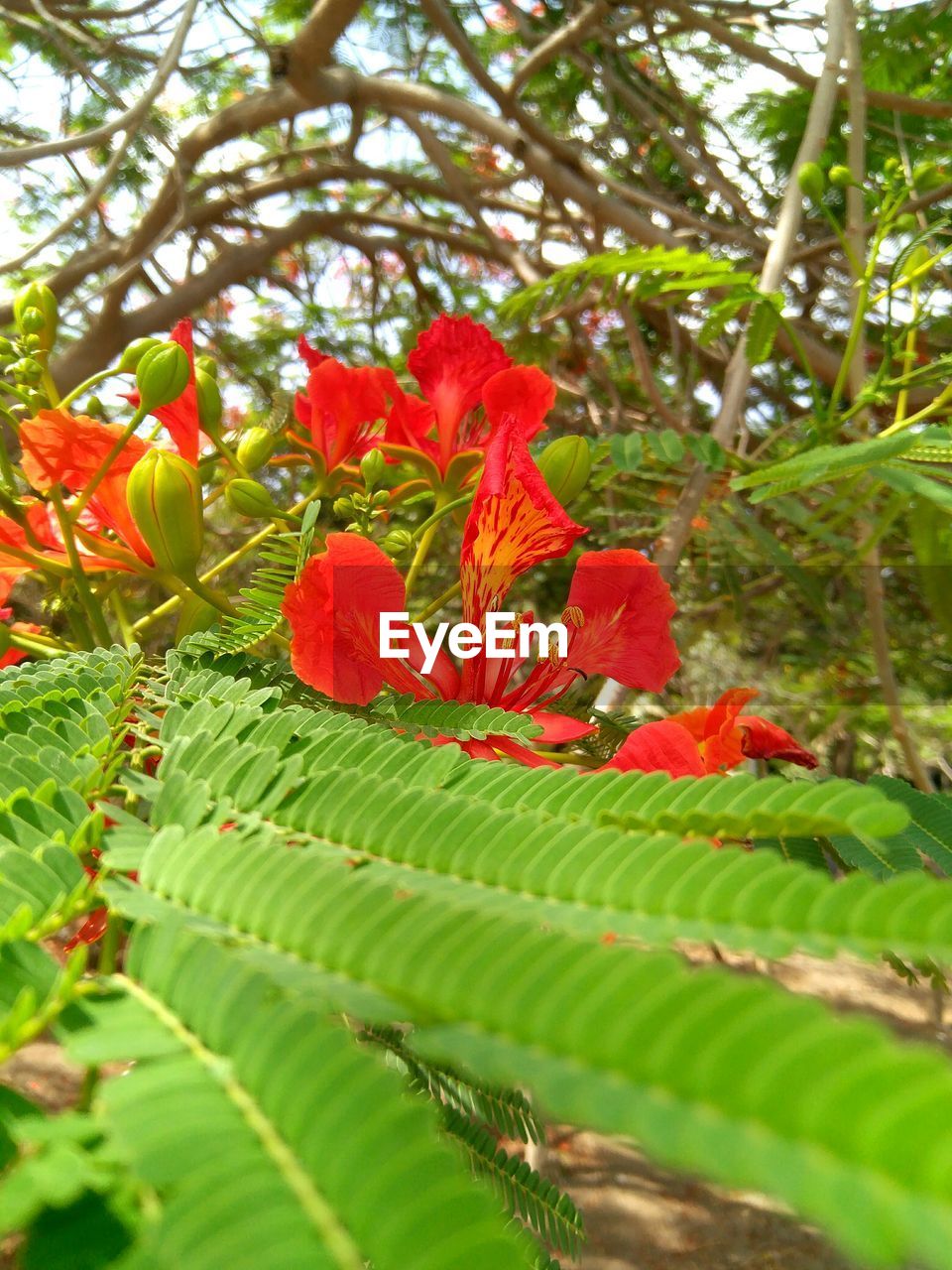 CLOSE-UP OF FRESH RED FLOWER PLANT