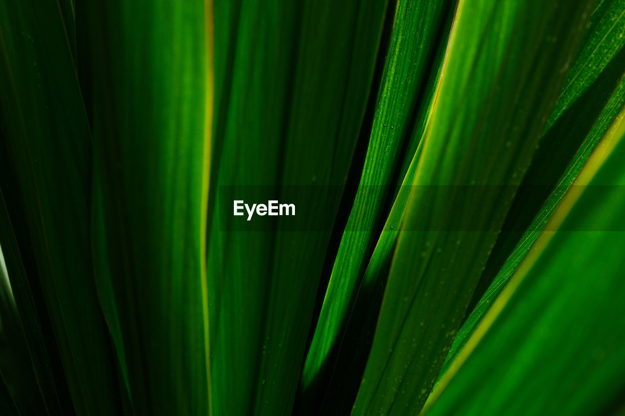 Full frame shot of green leaves