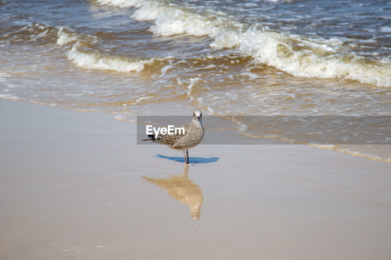 Birds on beach