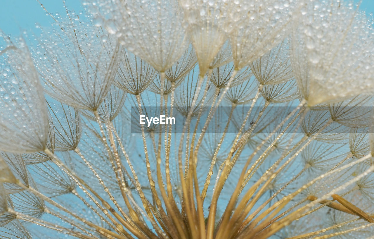 Closeup dandelion and dew drops, soft nature background