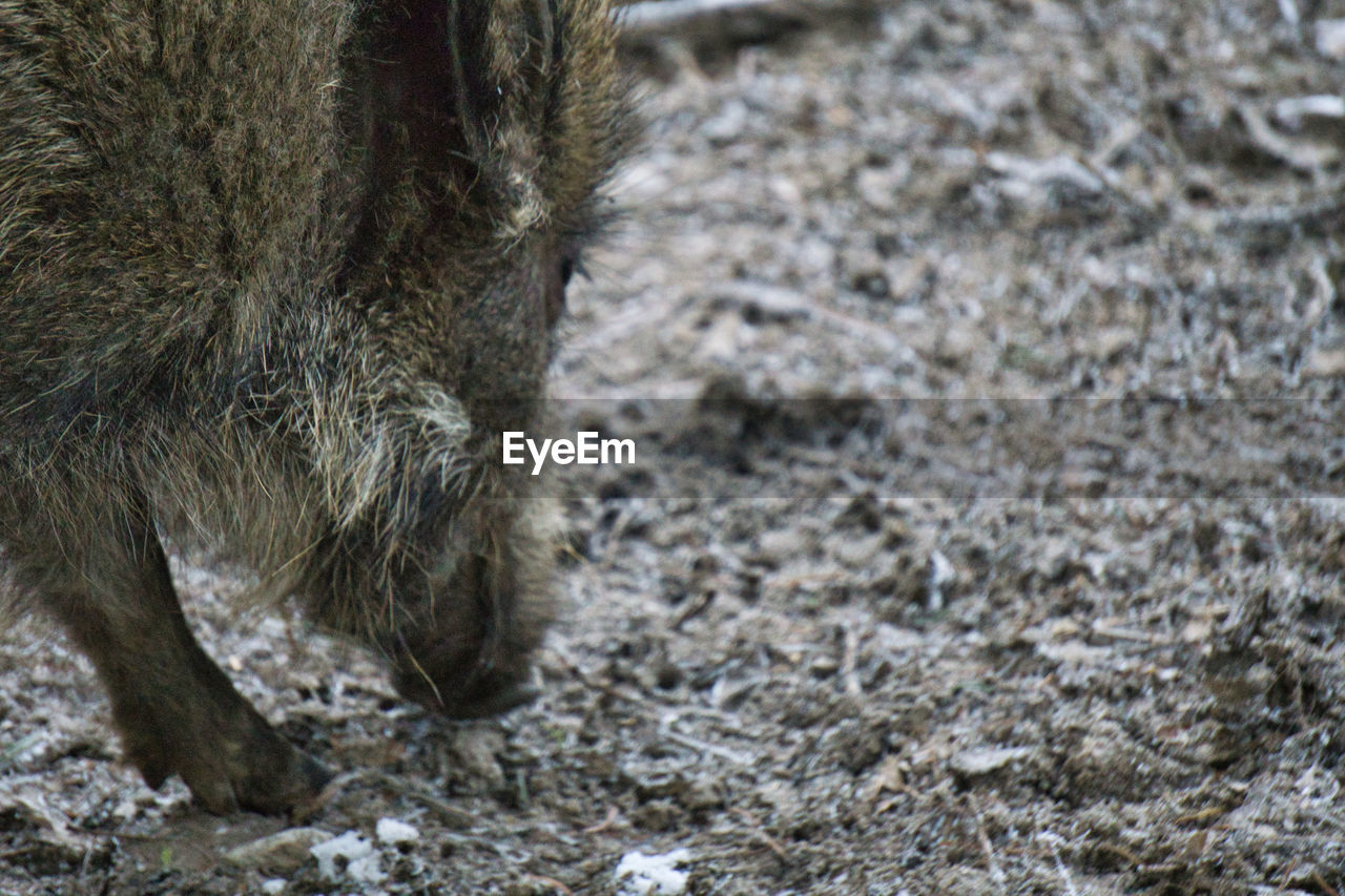 CLOSE-UP OF AN ANIMAL