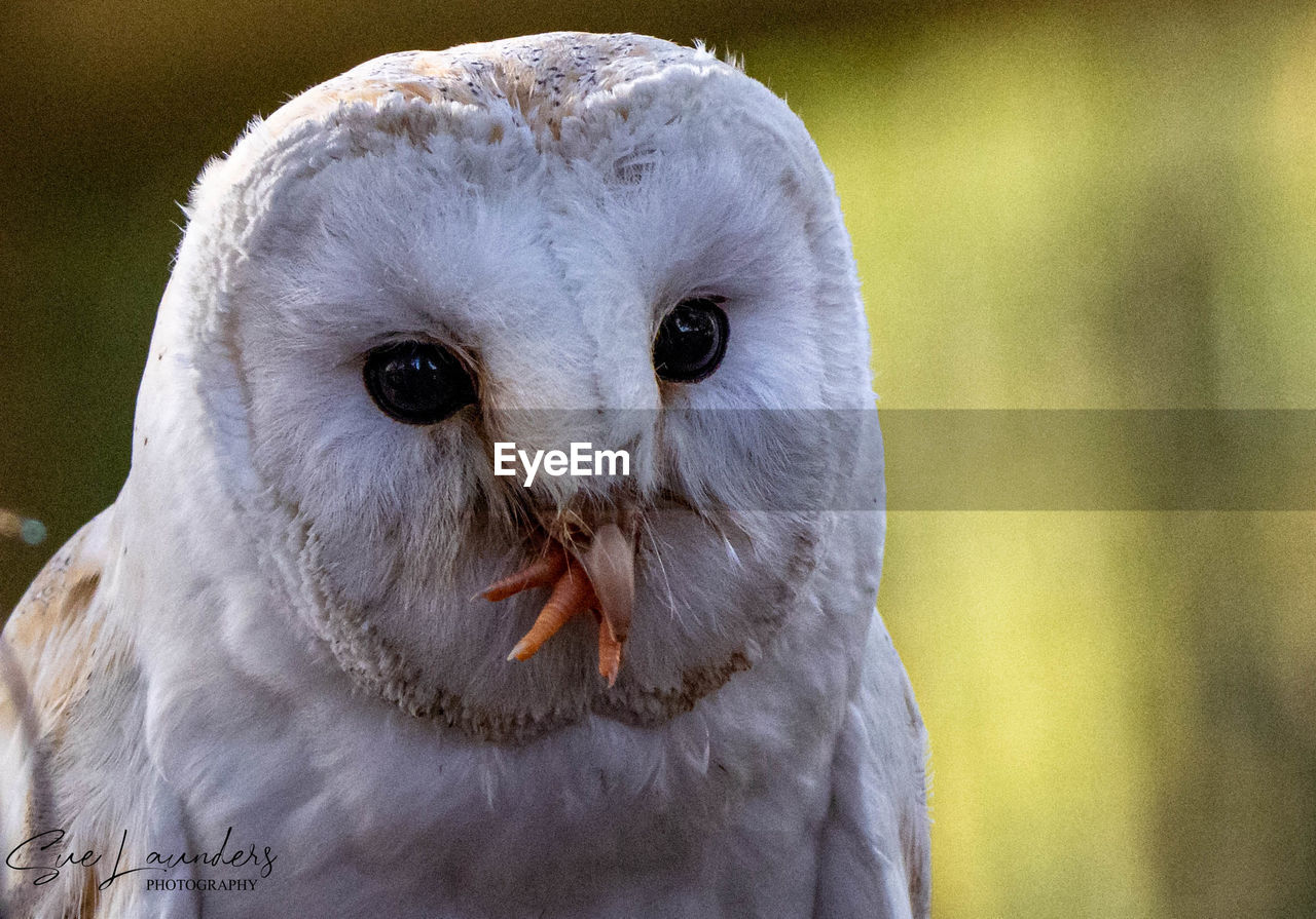 CLOSE-UP PORTRAIT OF AN ANIMAL