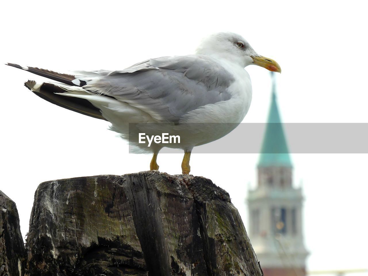 SEAGULL PERCHING ON WOODEN POST AGAINST SKY