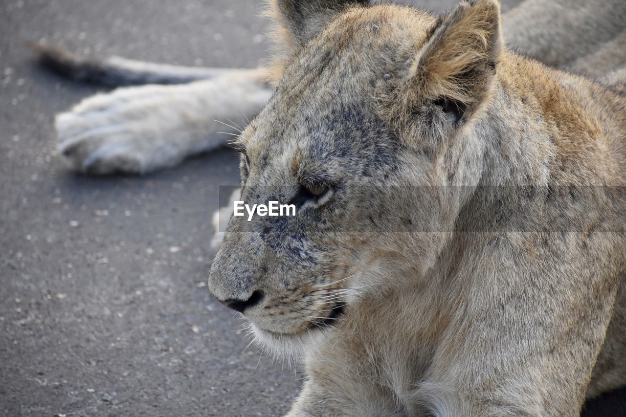 CLOSE-UP OF CAT LOOKING AWAY