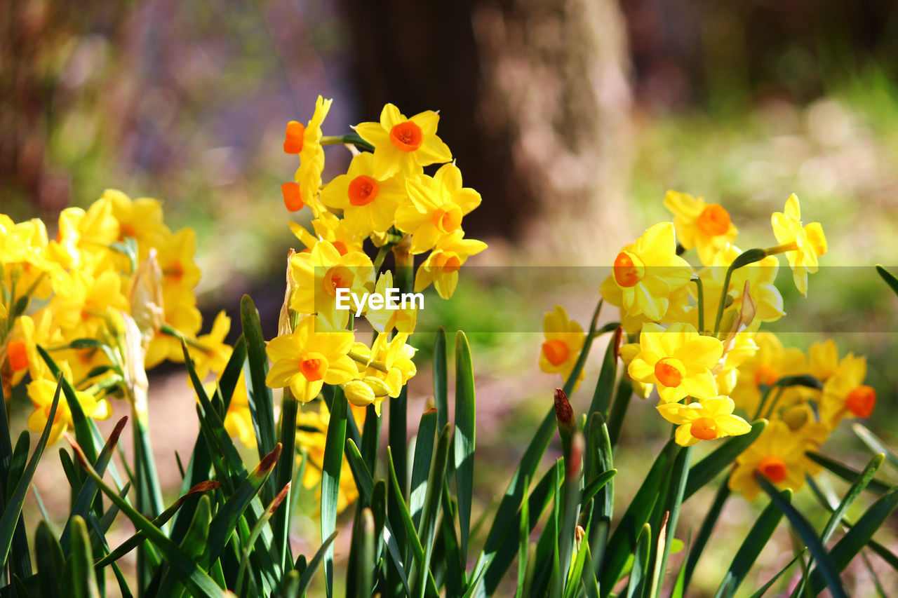 Close-up of yellow flowers blooming outdoors