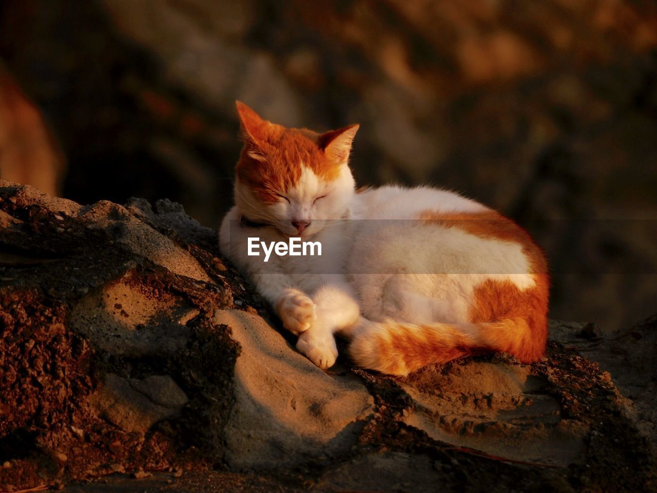 Cat with eyes closed resting on rock