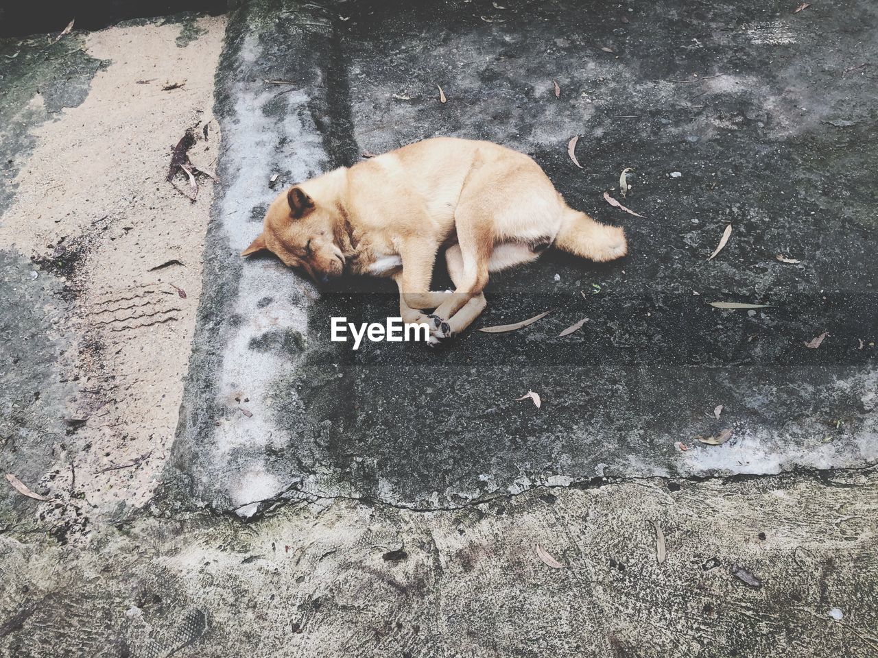 HIGH ANGLE VIEW OF A DOG RESTING