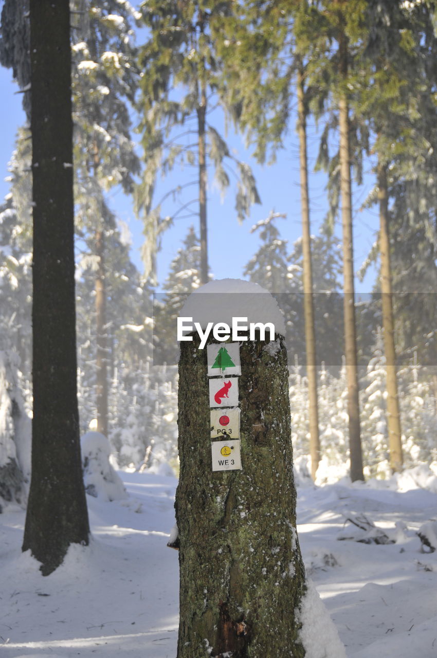 CLOSE-UP OF TREE TRUNK IN SNOW