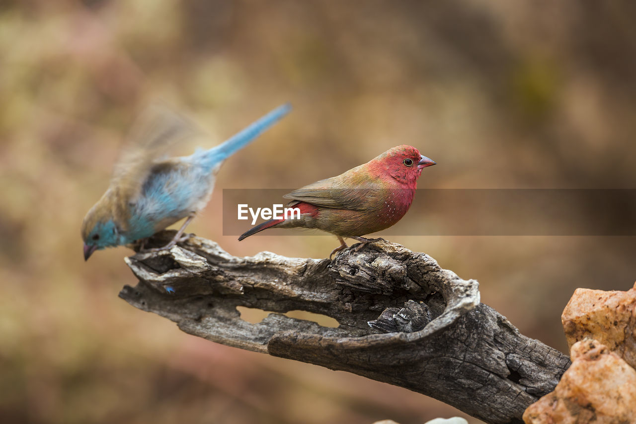 CLOSE-UP OF BIRDS PERCHING ON TREE