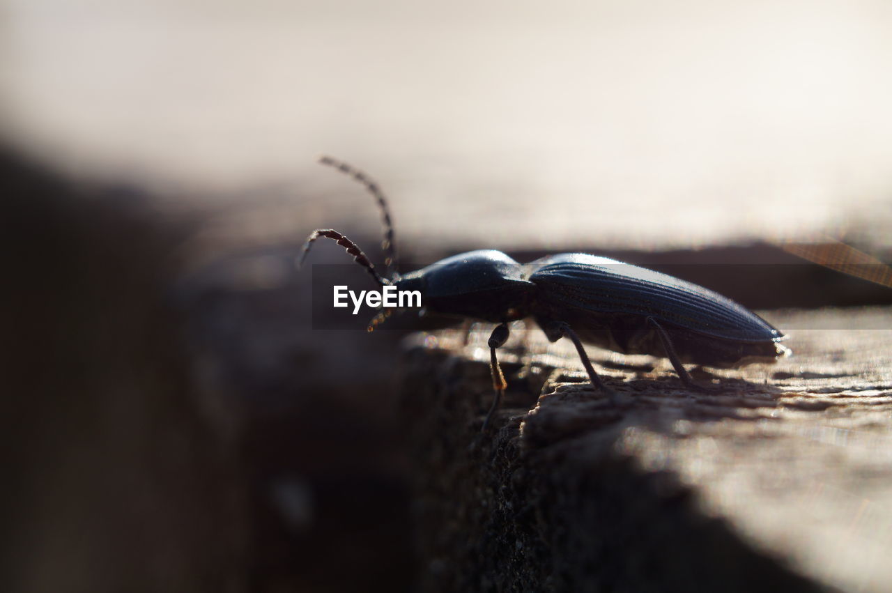 Close-up of beetle on wooden plank