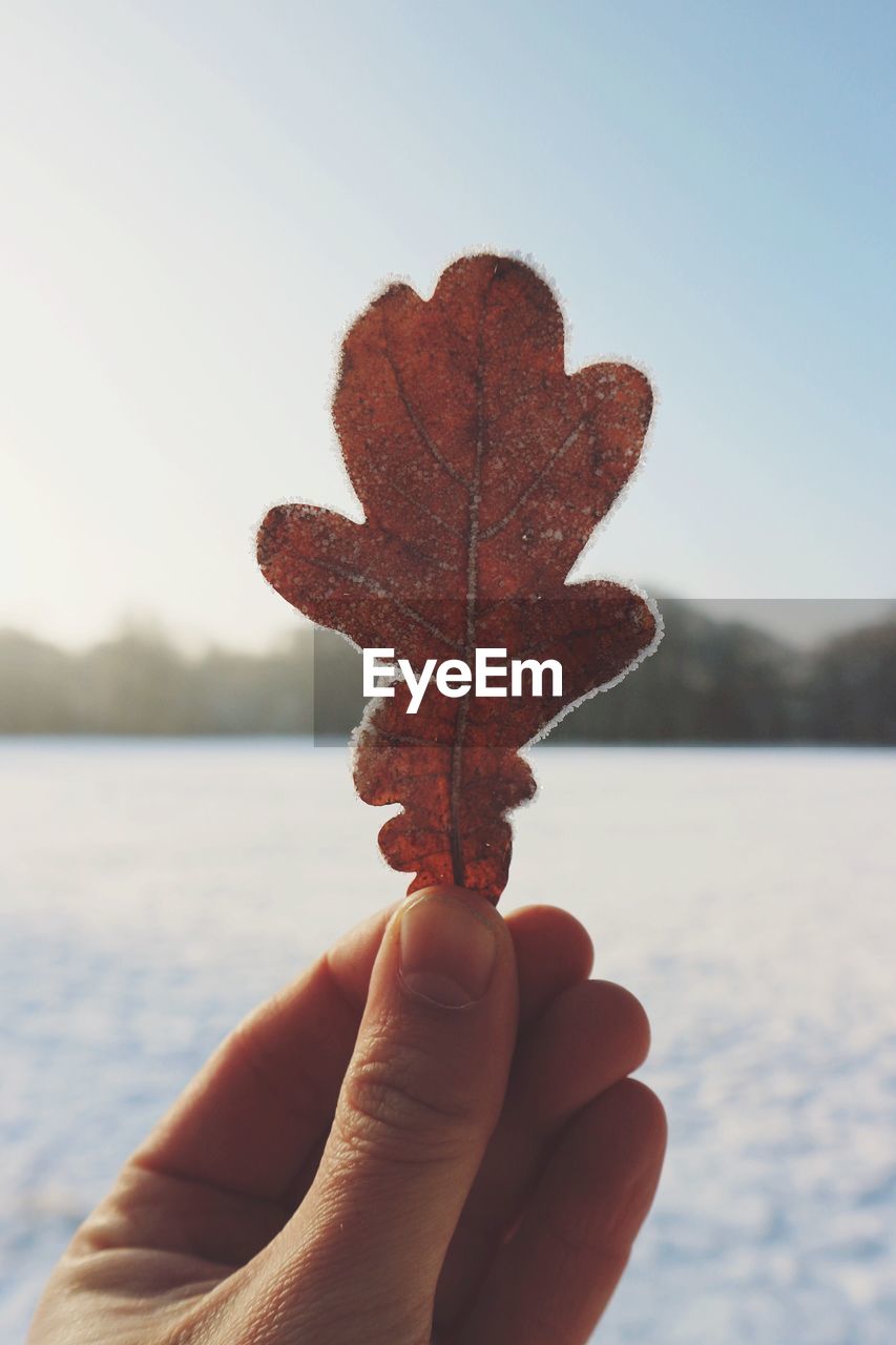 Close-up of hand holding maple leaf during winter