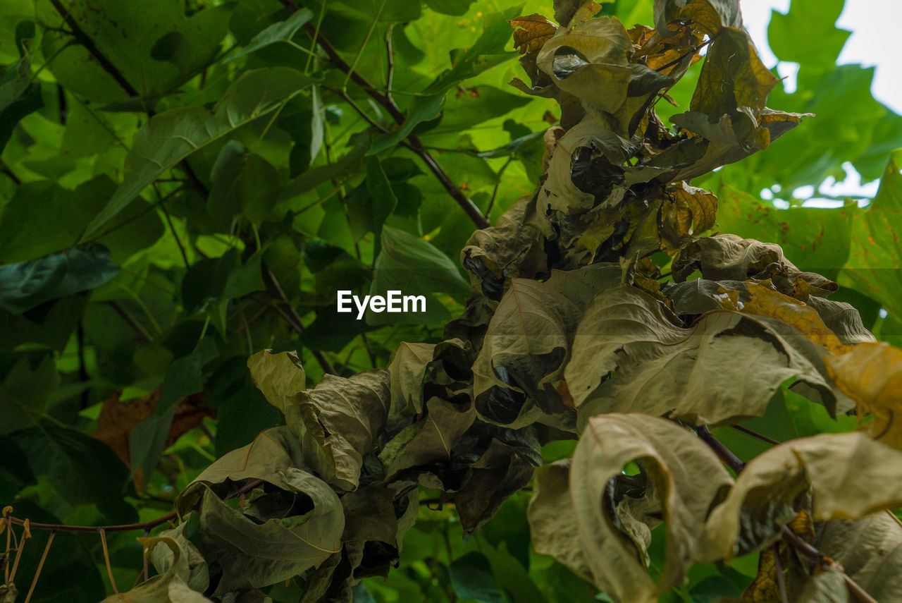 CLOSE-UP OF WILTED PLANTS ON FIELD