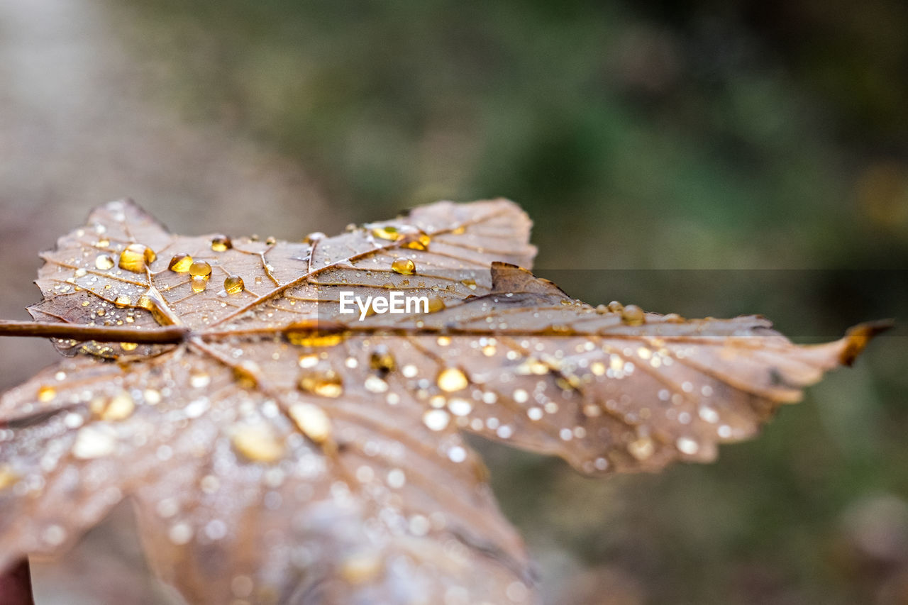 Close-up of wet maple leaves during rainy season