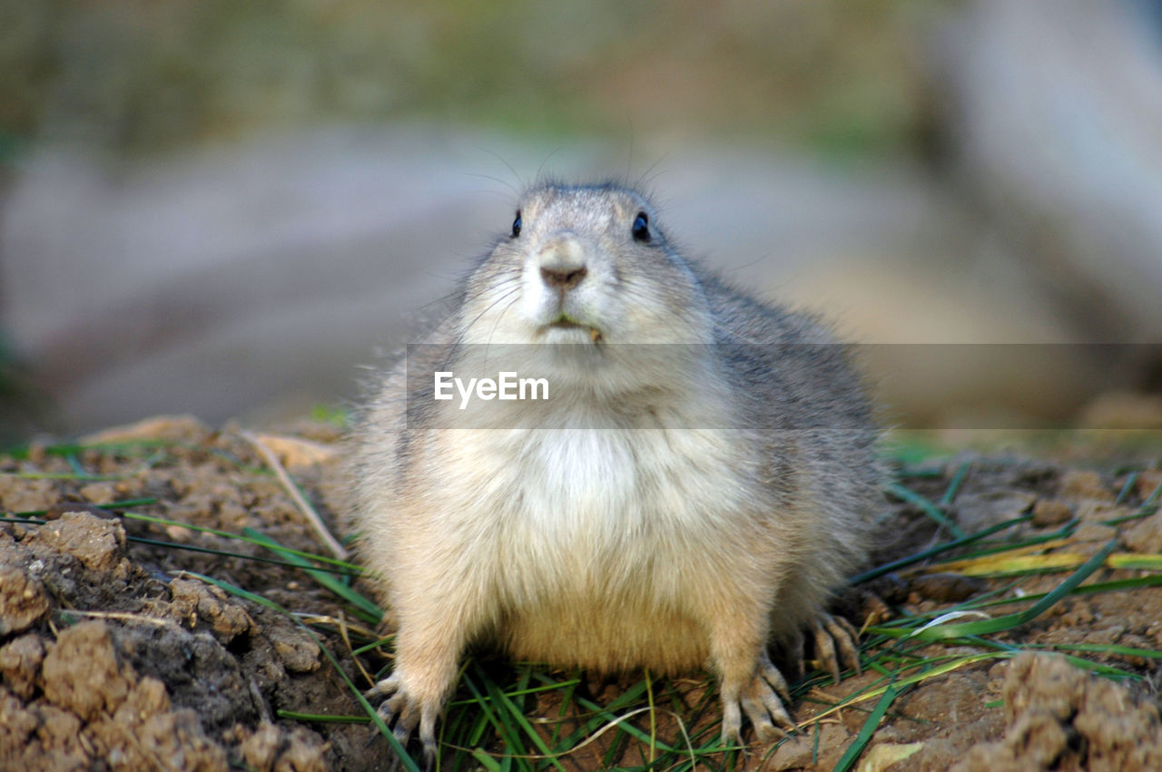 Portrait of marmot on field
