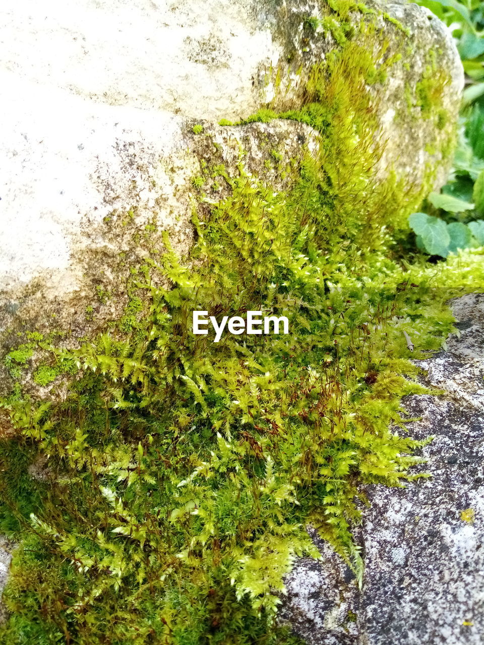 CLOSE-UP OF MOSS ON ROCK