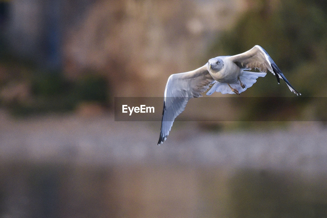 Close-up of bird flying outdoors