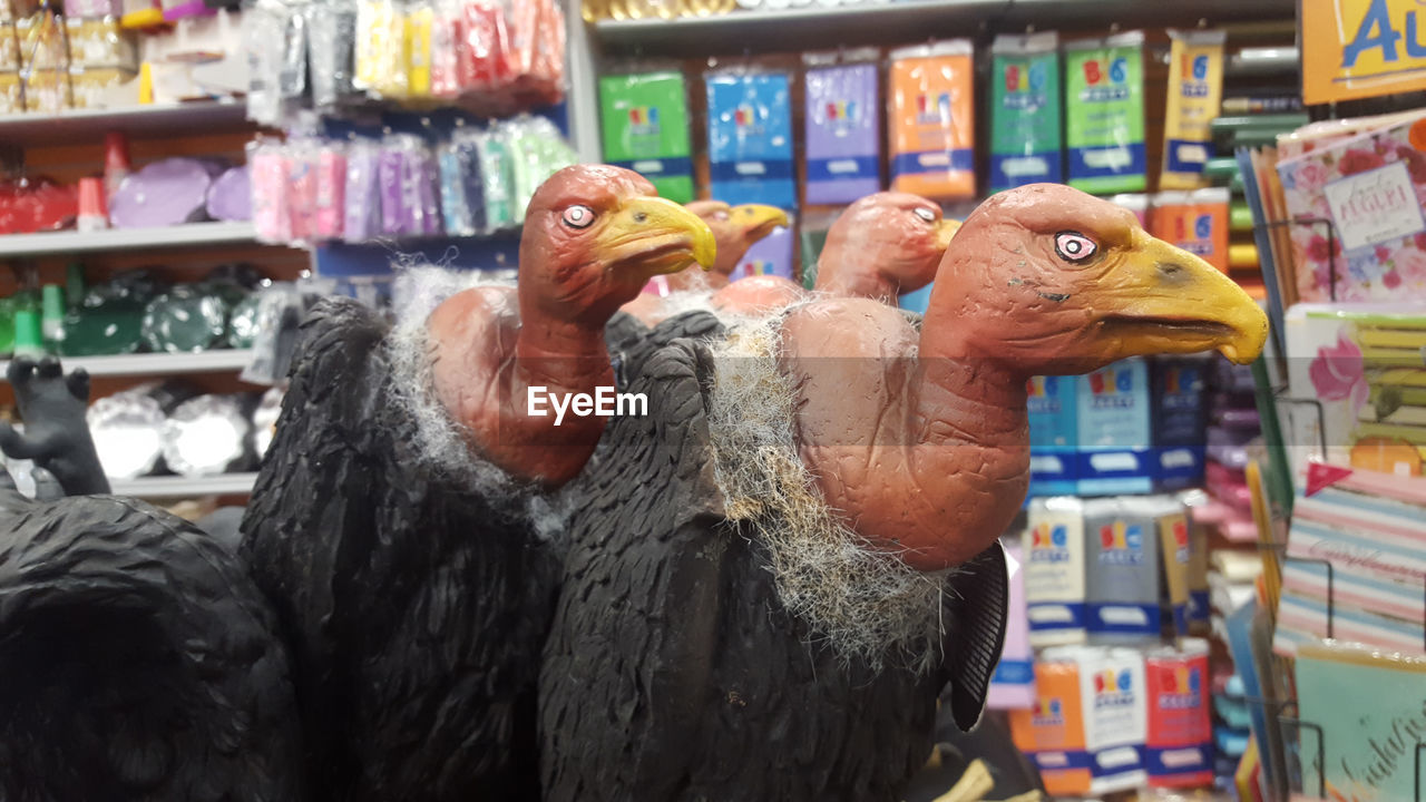 CLOSE-UP OF BIRDS IN SHOP