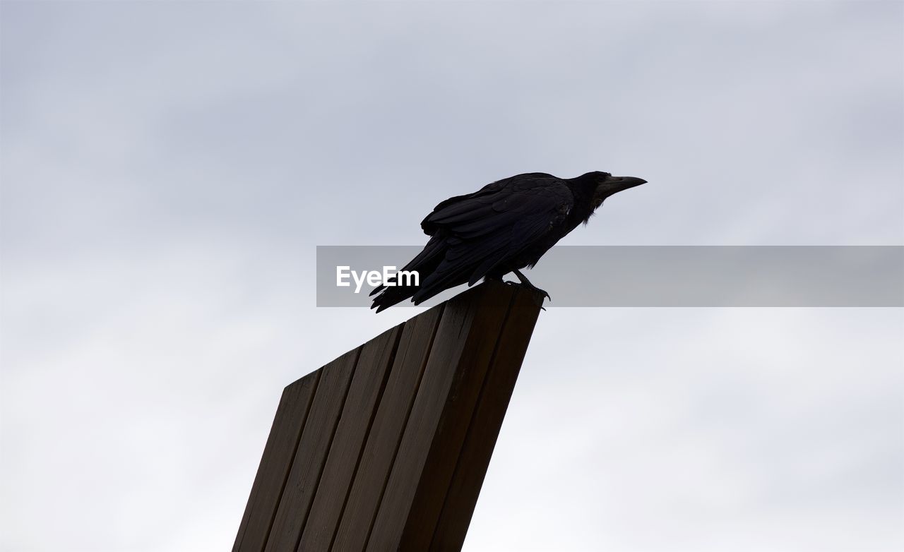 LOW ANGLE VIEW OF BIRD PERCHING ON ROOF AGAINST SKY