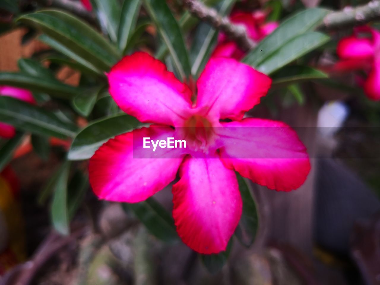 plant, flower, flowering plant, beauty in nature, freshness, close-up, pink, petal, growth, fragility, flower head, inflorescence, nature, no people, focus on foreground, leaf, plant part, outdoors, magenta, orchid, botany, day, blossom