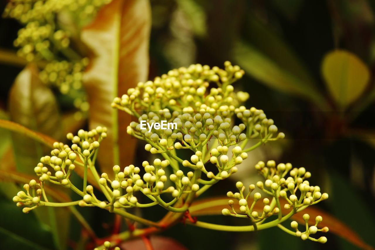 CLOSE-UP OF PLANT