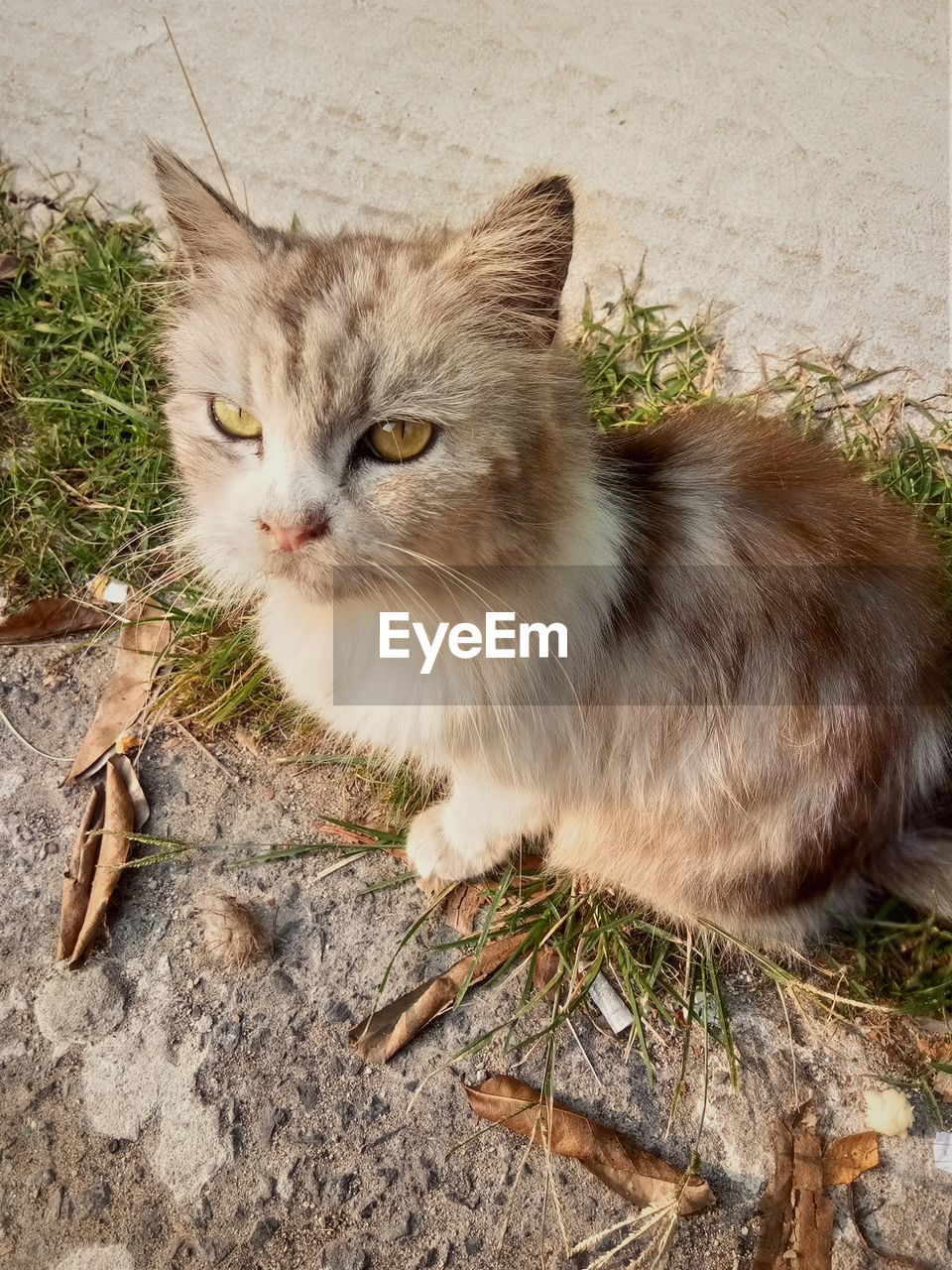 PORTRAIT OF CAT LOOKING AWAY