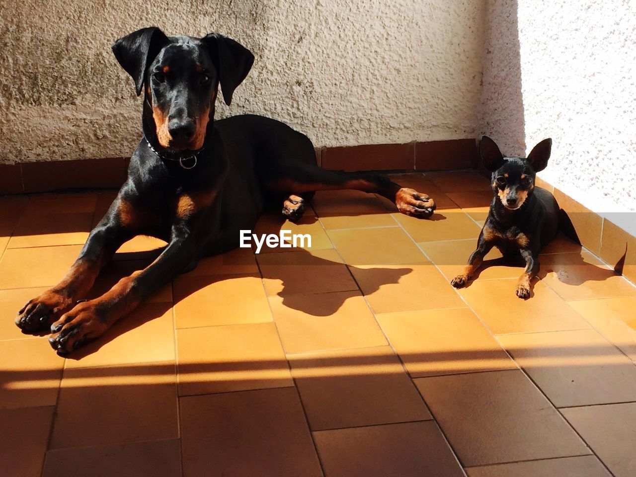 PORTRAIT OF DOG SITTING ON FLOOR