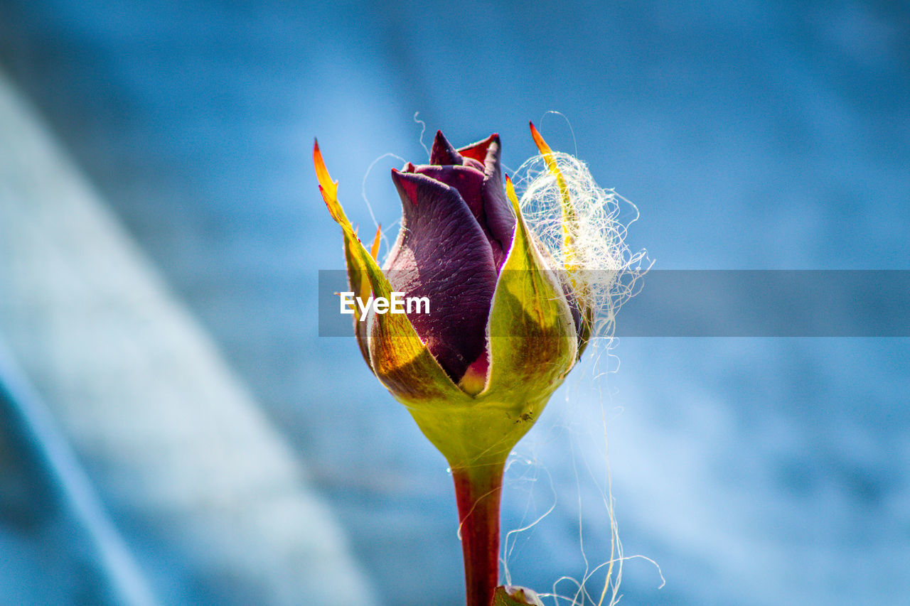 CLOSE-UP OF WILTED ROSE BUD ON PLANT