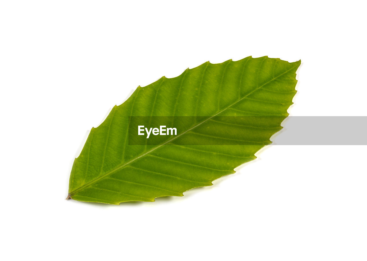 leaf, plant part, green, white background, cut out, plant, nature, studio shot, tree, no people, close-up, produce, leaf vein, single object, branch, indoors, copy space, beauty in nature, freshness