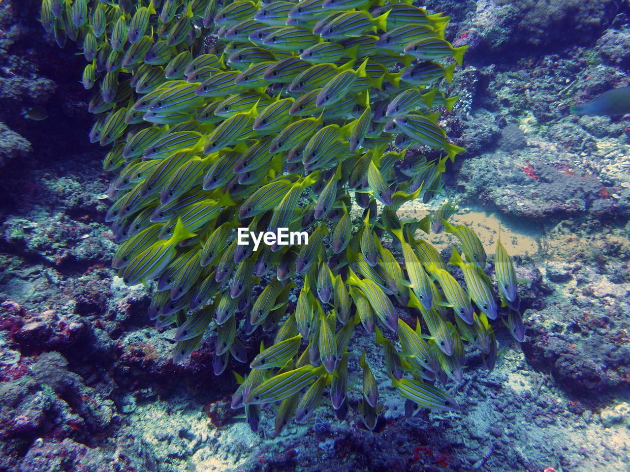 School of jack fish swimming underwater