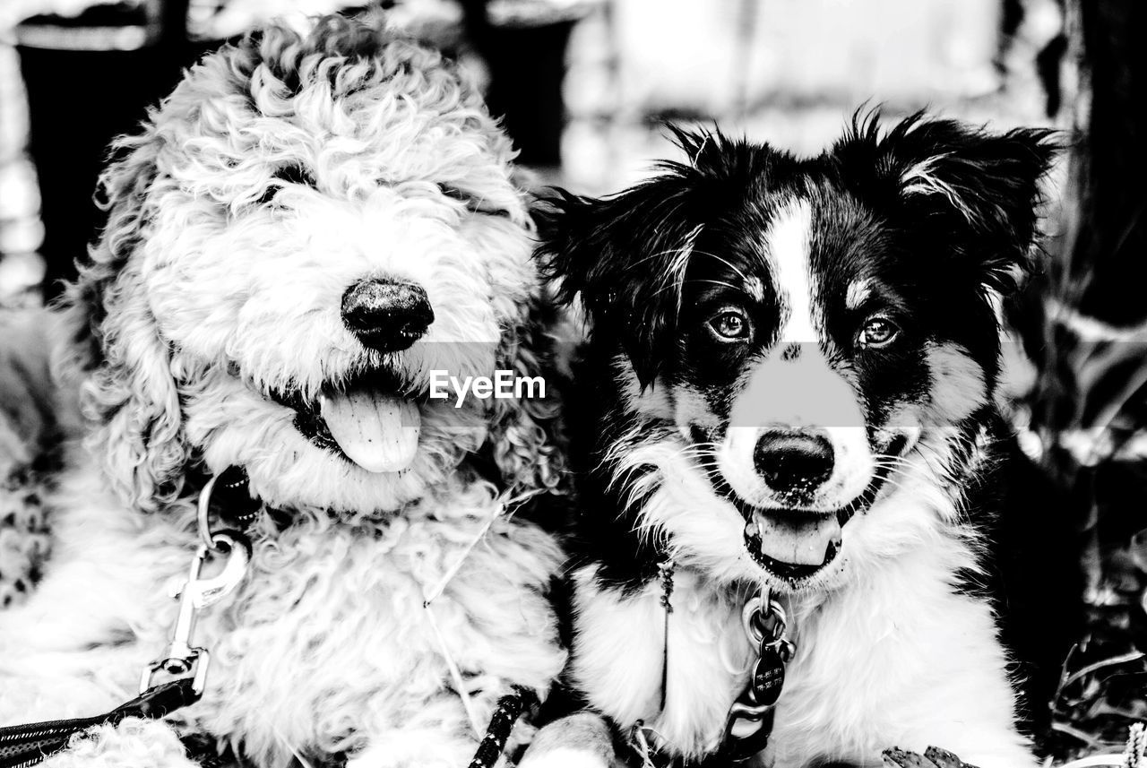 CLOSE-UP PORTRAIT OF DOG WITH DOGS