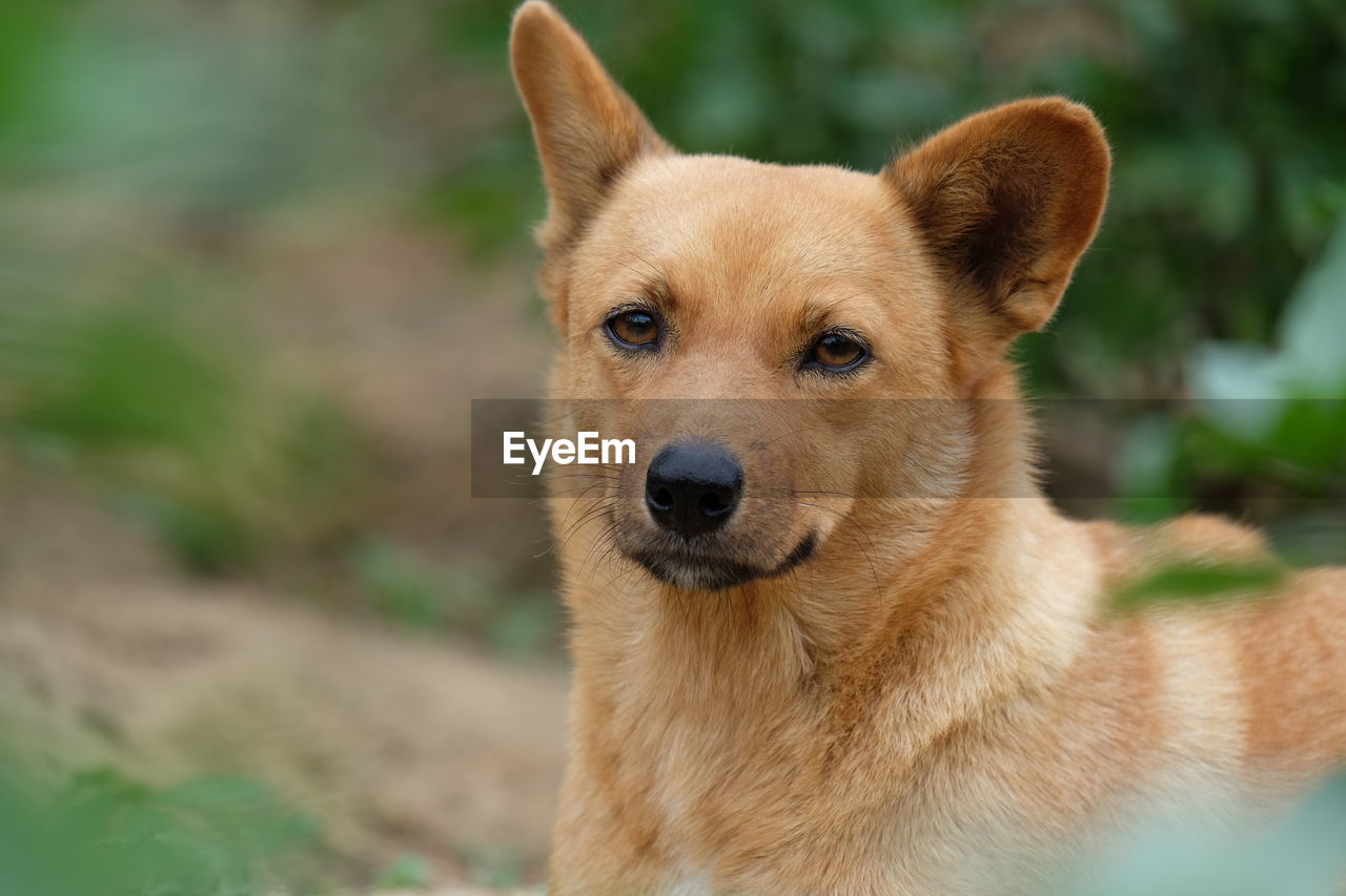 Close-up portrait of dog
