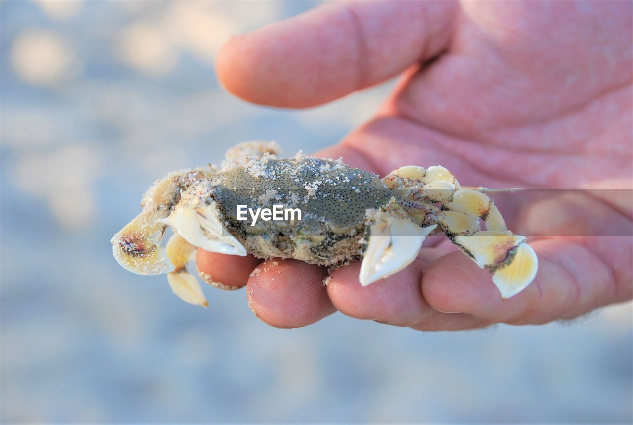 Close-up of person holding crab