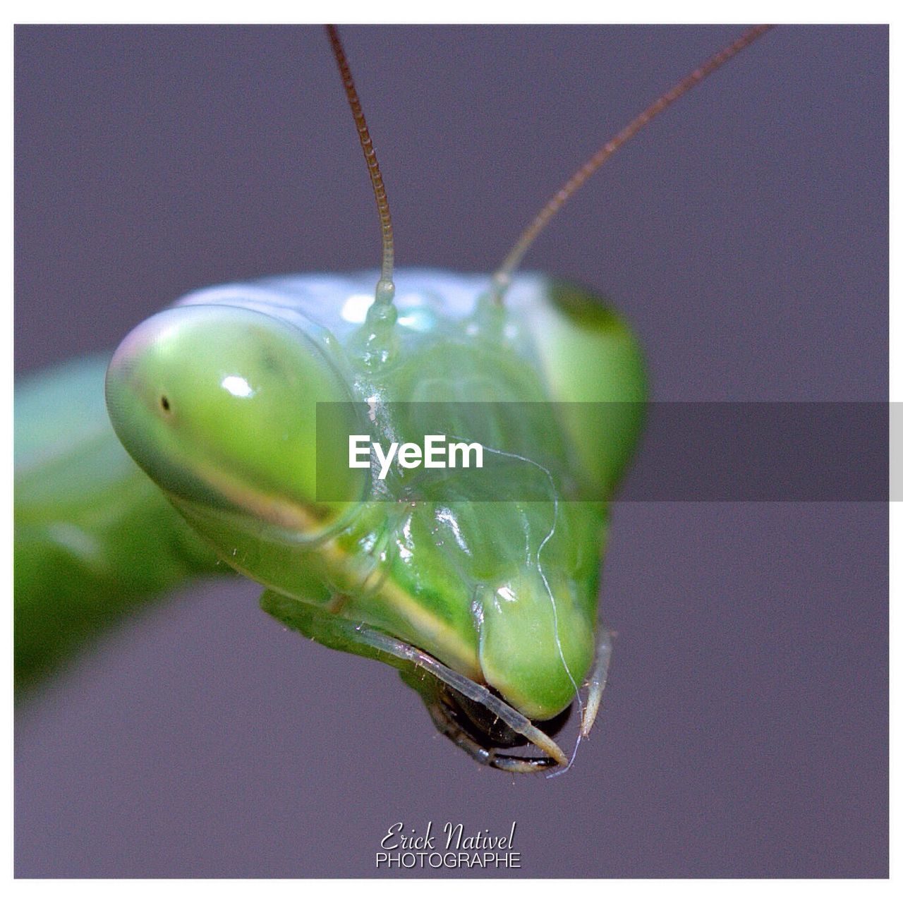 CLOSE-UP OF GREEN INSECT