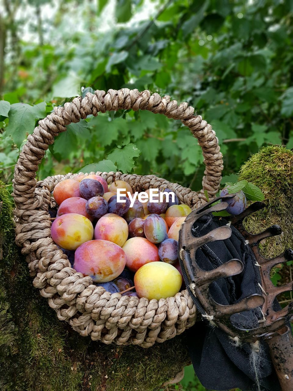 Plums into basket