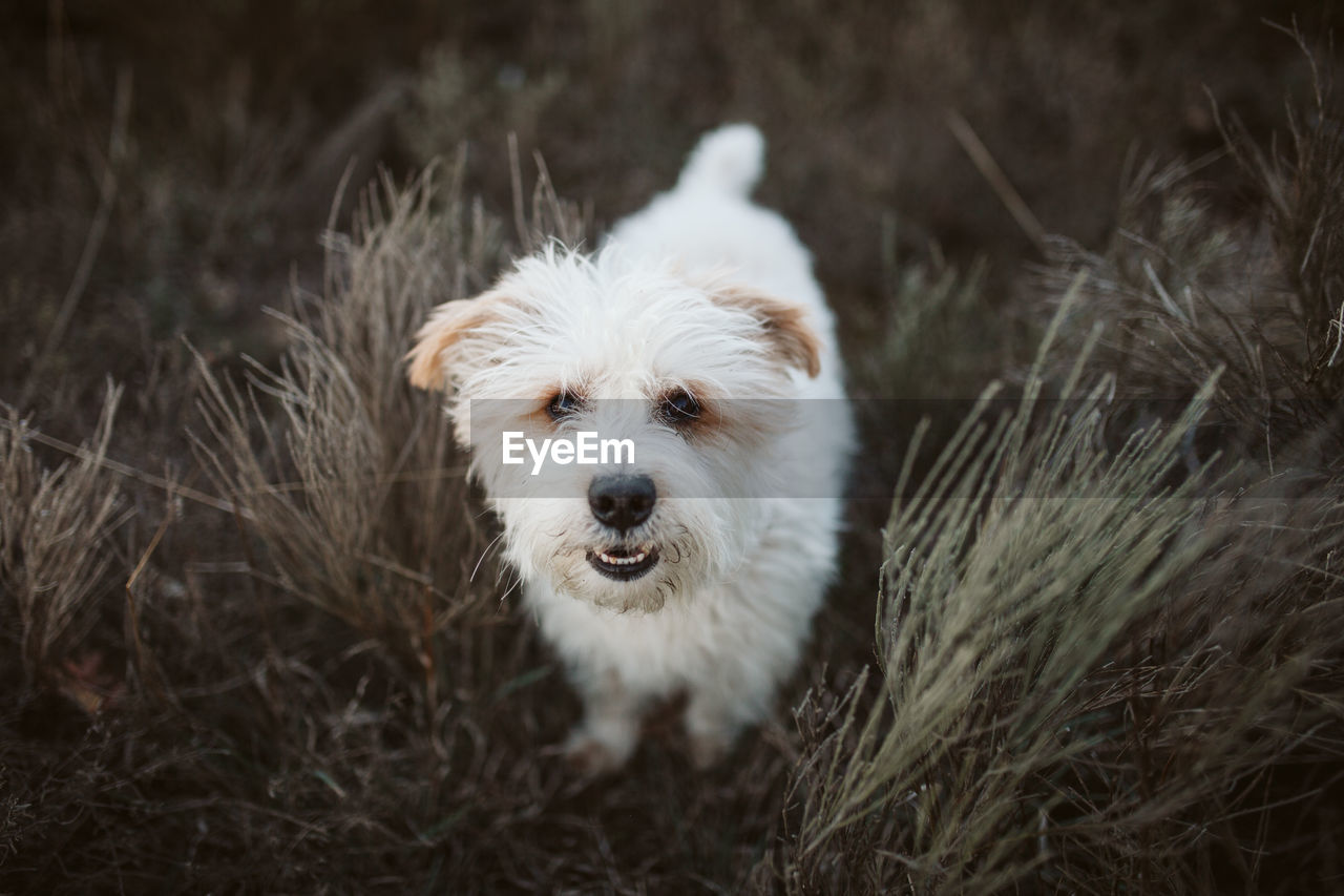 Close-up portrait of dog on grassy field