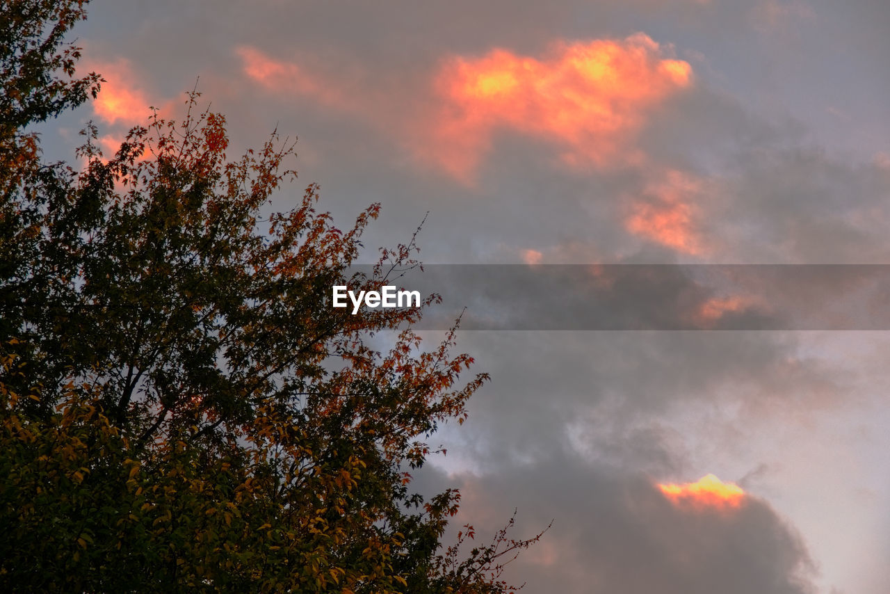 LOW ANGLE VIEW OF TREES AGAINST SKY