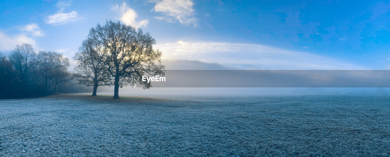 Tree on frost covered field against sky and fog 