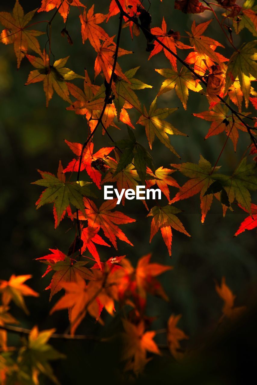 CLOSE-UP OF MAPLE LEAVES