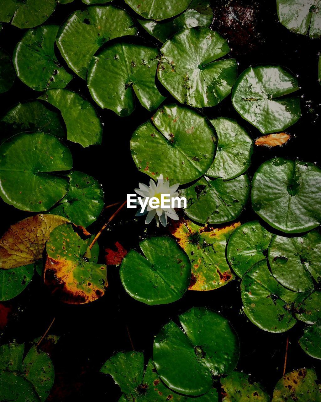 HIGH ANGLE VIEW OF WATER LILY AMIDST LEAVES ON LAKE