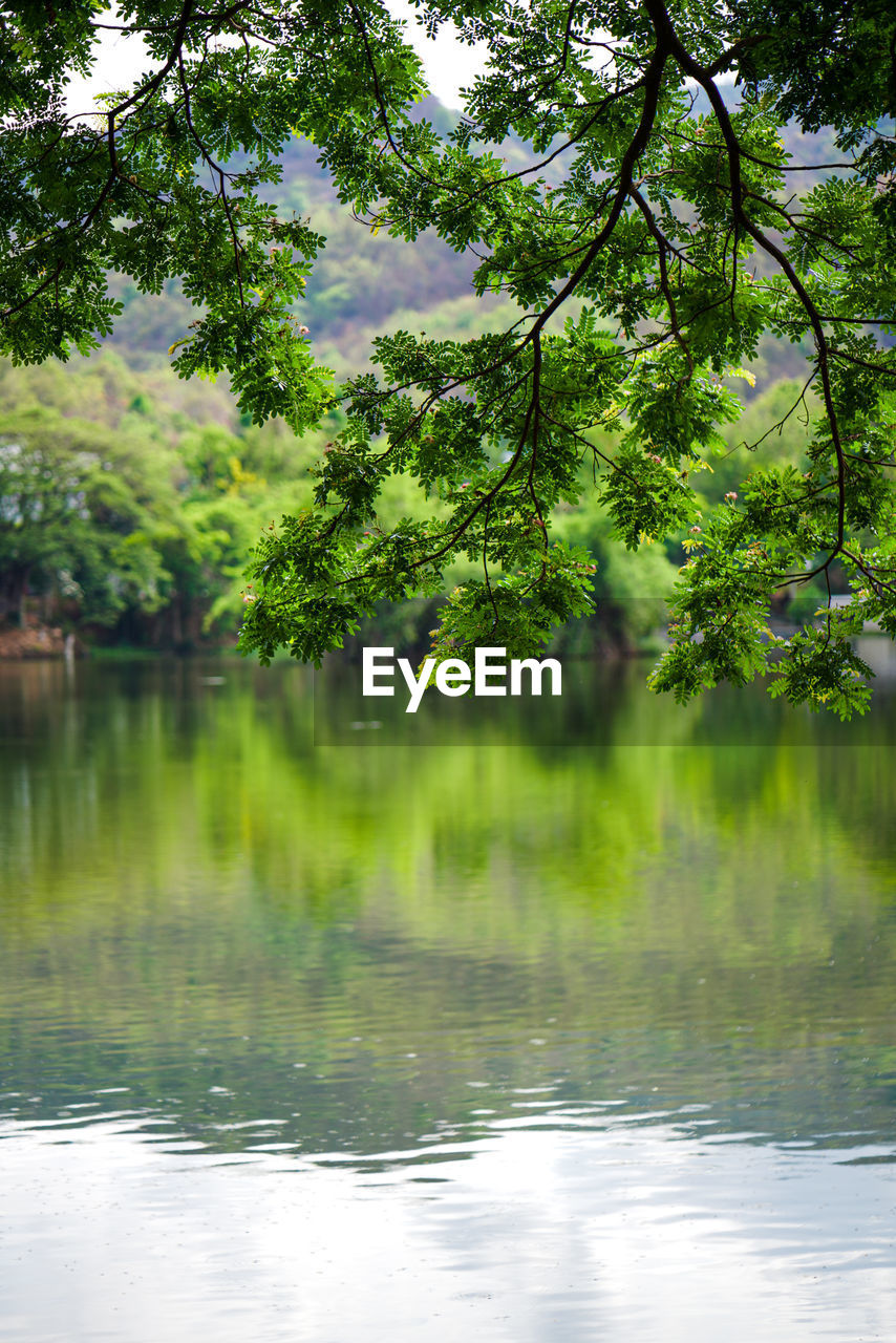 Scenic view of lake in forest