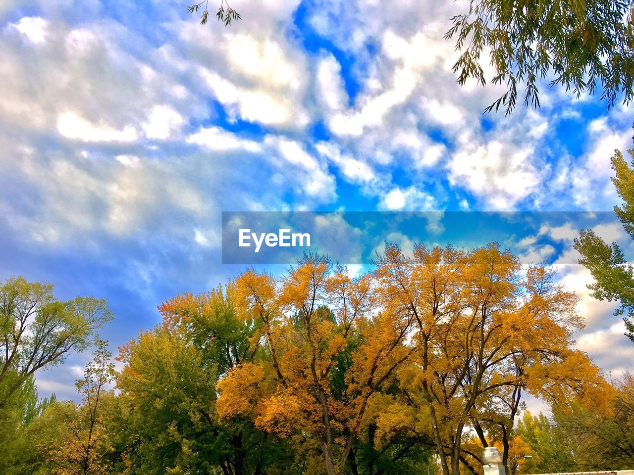 HIGH SECTION OF TREES AGAINST BLUE SKY