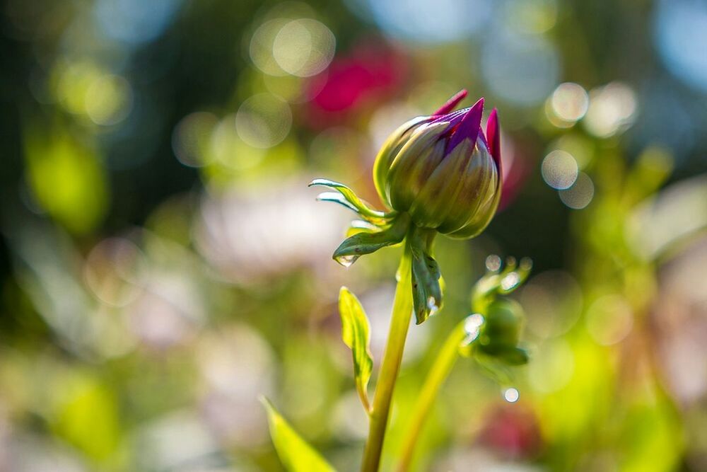 CLOSE-UP OF FLOWERS